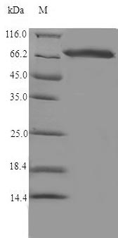 Greater than 90% as determined by SDS-PAGE.