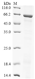 Greater than 85% as determined by SDS-PAGE.