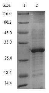 Greater than 90% as determined by SDS-PAGE.