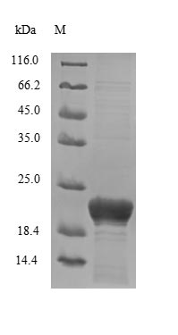 Greater than 85% as determined by SDS-PAGE.