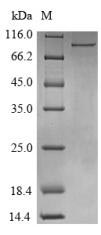 Greater than 90% as determined by SDS-PAGE.