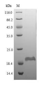 Greater than 90% as determined by SDS-PAGE.