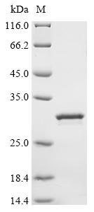 Greater than 90% as determined by SDS-PAGE.