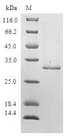 Greater than 90% as determined by SDS-PAGE.