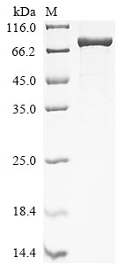 Greater than 85% as determined by SDS-PAGE.