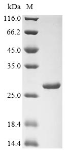 Greater than 90% as determined by SDS-PAGE.