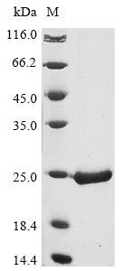 Greater than 90% as determined by SDS-PAGE.