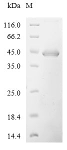 Greater than 90% as determined by SDS-PAGE.