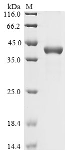 Greater than 90% as determined by SDS-PAGE.