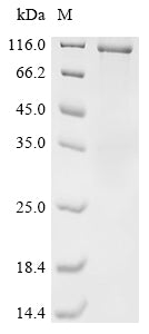 Greater than 85% as determined by SDS-PAGE.