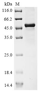 Greater than 85% as determined by SDS-PAGE.