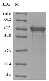 Greater than 85% as determined by SDS-PAGE.