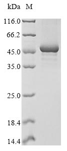 Greater than 85% as determined by SDS-PAGE.