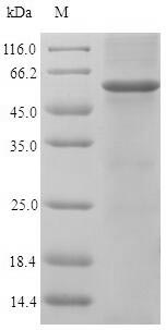 Greater than 90% as determined by SDS-PAGE.