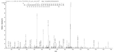 Based on the SEQUEST from database of E.coli host and target protein, the LC-MS/MS Analysis result of this product could indicate that this peptide derived from E.coli-expressed Equus caballus (Horse) EPO.