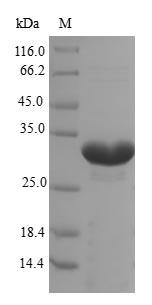 Greater than 90% as determined by SDS-PAGE.