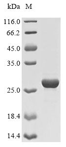 Greater than 85% as determined by SDS-PAGE.