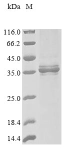 Greater than 85% as determined by SDS-PAGE.