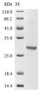 Greater than 85% as determined by SDS-PAGE.