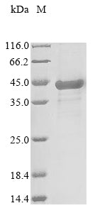 Greater than 85% as determined by SDS-PAGE.