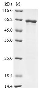 Greater than 85% as determined by SDS-PAGE.