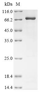 Greater than 85% as determined by SDS-PAGE.