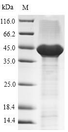 Greater than 90% as determined by SDS-PAGE.