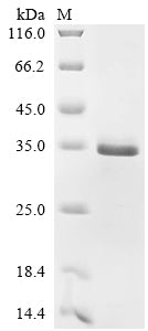 Greater than 90% as determined by SDS-PAGE.