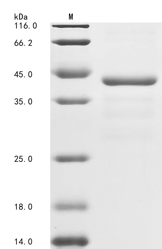 Greater than 85% as determined by SDS-PAGE.