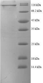 Greater than 90% as determined by SDS-PAGE.