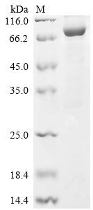 Greater than 85% as determined by SDS-PAGE.