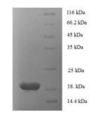 Greater than 90% as determined by SDS-PAGE.