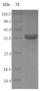 Greater than 90% as determined by SDS-PAGE.