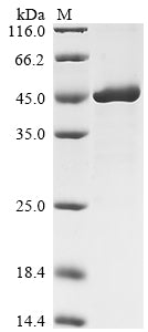 Greater than 85% as determined by SDS-PAGE.