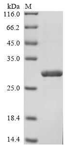 Greater than 90% as determined by SDS-PAGE.