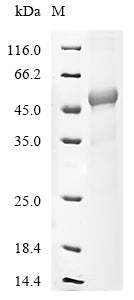 Greater than 85% as determined by SDS-PAGE.