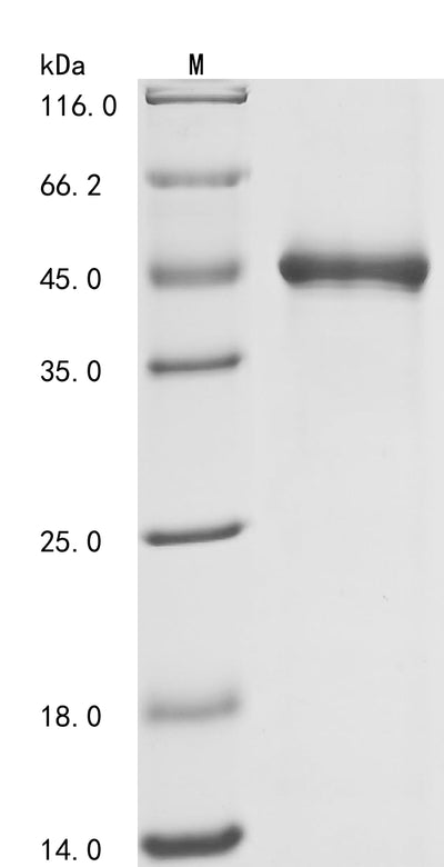 Greater than 85% as determined by SDS-PAGE.