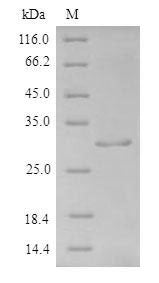 Greater than 90% as determined by SDS-PAGE.