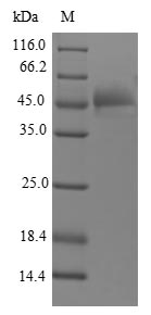 Greater than 90% as determined by SDS-PAGE.