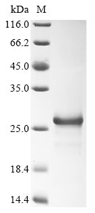 Greater than 90% as determined by SDS-PAGE.