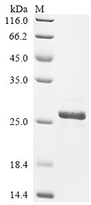 Greater than 90% as determined by SDS-PAGE.