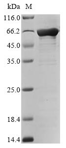 Greater than 85% as determined by SDS-PAGE.