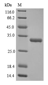 Greater than 90% as determined by SDS-PAGE.