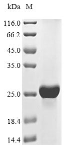 Greater than 85% as determined by SDS-PAGE.