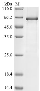 Greater than 85% as determined by SDS-PAGE.