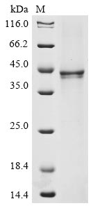 Greater than 85% as determined by SDS-PAGE.