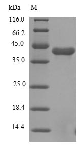 Greater than 85% as determined by SDS-PAGE.