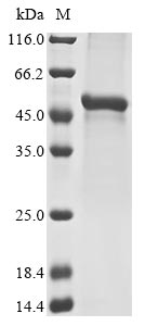 Greater than 85% as determined by SDS-PAGE.