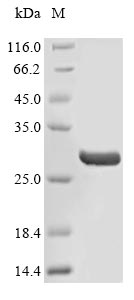 Greater than 90% as determined by SDS-PAGE.