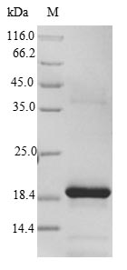 Greater than 90% as determined by SDS-PAGE.